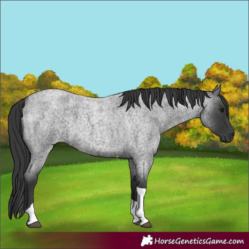 Horse Color:Blue Roan Tobiano