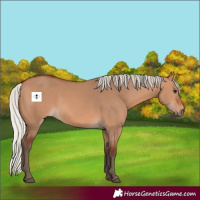 Horse Color:Silver Bay Dun 