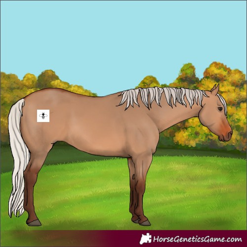 Horse Color:Silver Bay Dun 