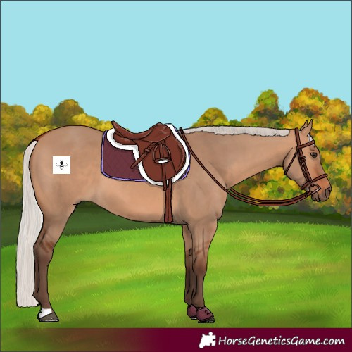 Horse Color:Silver Bay Dun