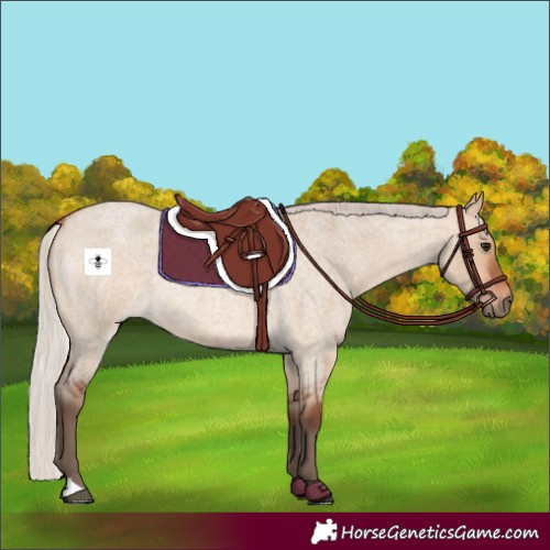 Horse Color:Silver Bay Roan Dun 