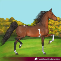 Horse Color:Bay Tobiano Rabicano 