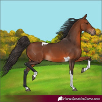 Horse Color:Bay Tobiano Rabicano 