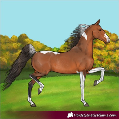 Horse Color:Bay Tobiano Rabicano 