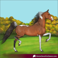 Horse Color:Bay Tobiano Rabicano