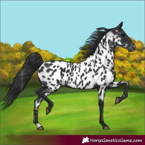Horse Color:Black Near Leopard