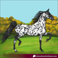 Horse Color:Black Near Leopard 