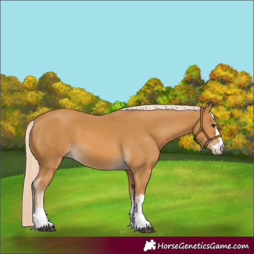 Horse Color:Palomino 