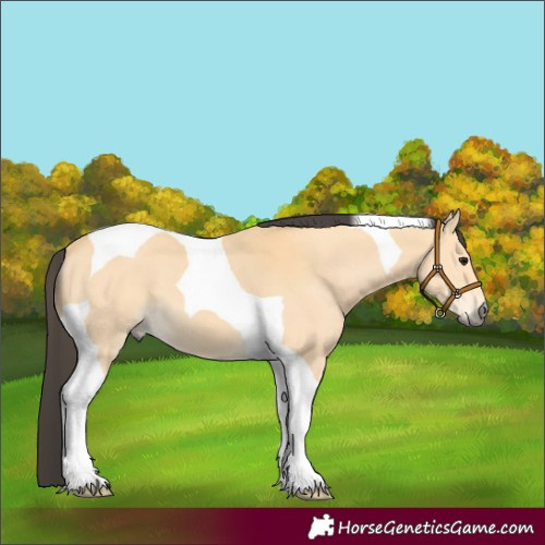 Horse Color:Buckskin Tobiano 