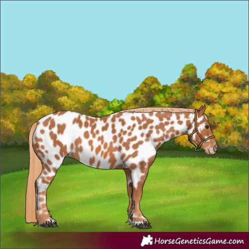 Horse Color:Chestnut Near Leopard 