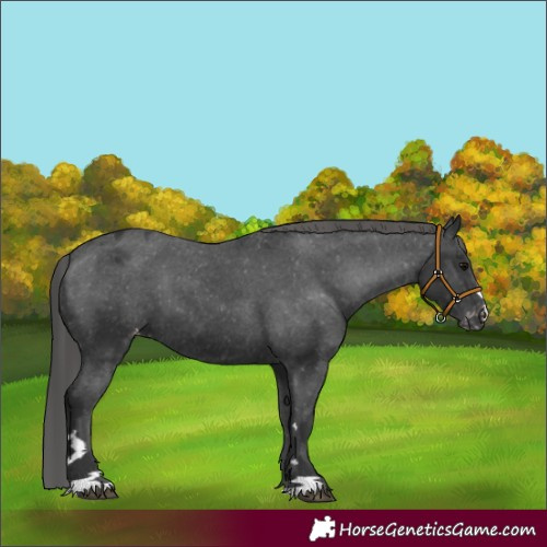 Horse Color:Black Appaloosa