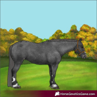 Horse Color:Black Appaloosa