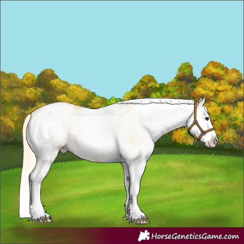 Horse Color:White Spotted Palomino Splash 