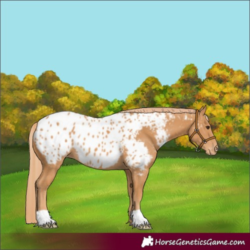 Horse Color:Chestnut Near Leopard 
