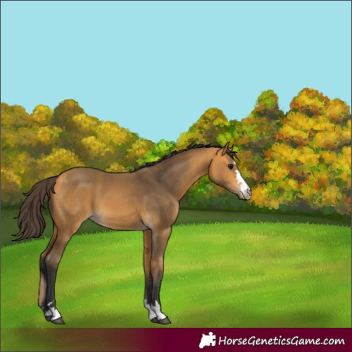 Horse Color:Buckskin