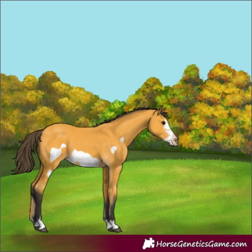 Horse Color:Buckskin Frame 