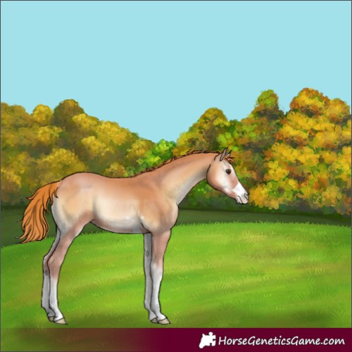 Horse Color:Red Onyx
