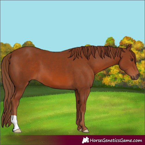 Horse Color:Chestnut 