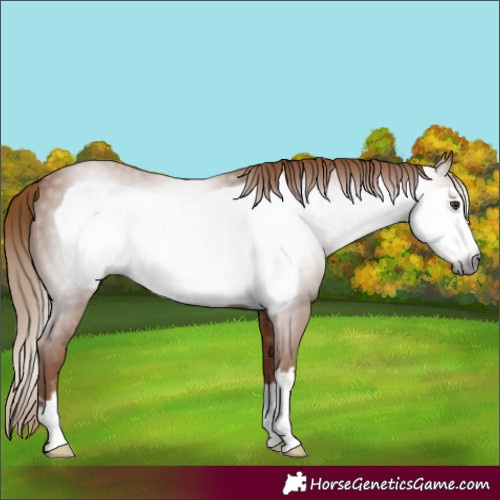 Horse Color:Gray Chestnut Frame 