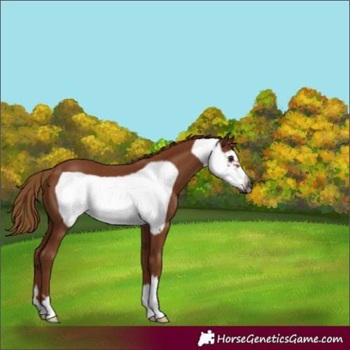 Horse Color:Gray Chestnut Frame 
