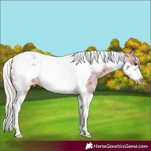 Horse Color:Silver Brown Roan Tobiano Frame Near Leopard