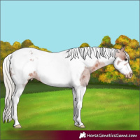 Horse Color:Silver Brown Roan Tobiano Frame Near Leopard