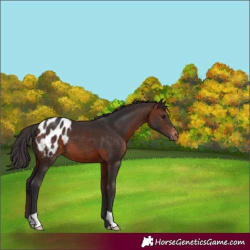 Horse Color:Brown Appaloosa 