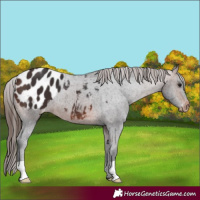 Horse Color:Brown Appaloosa 