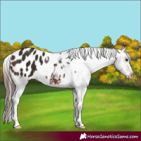 Horse Color:Brown Appaloosa