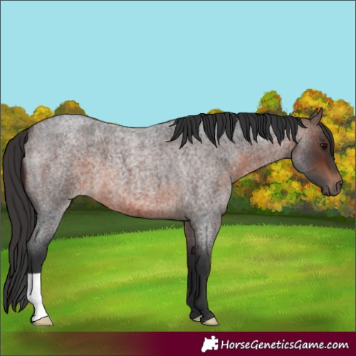 Horse Color:Brown Roan 