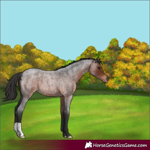 Horse Color:Brown Roan 