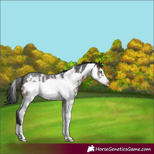 Horse Color:Brown Sabino Frame 