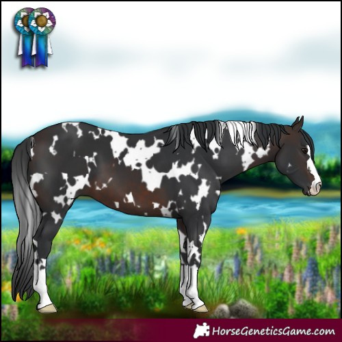 Horse Color:White Spotted Brown