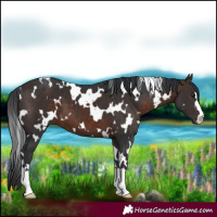Horse Color:White Spotted Brown 