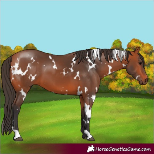 Horse Color:White Spotted Bay 