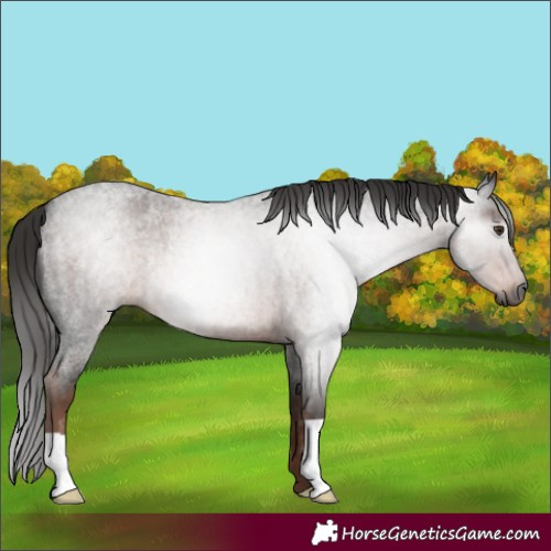Horse Color:Gray Liver Red Roan 