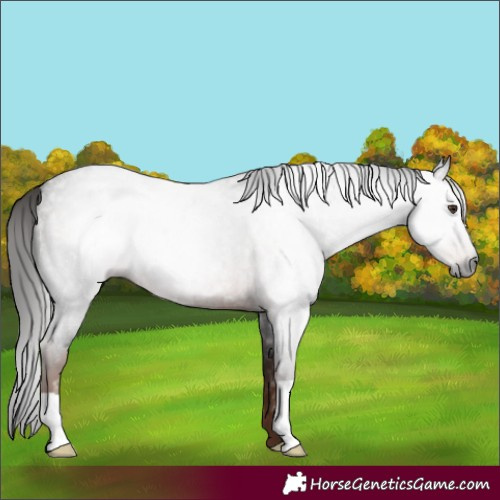 Horse Color:Gray Liver Red Roan 