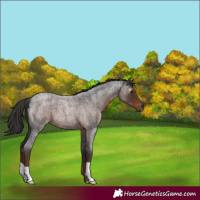 Horse Color:Gray Liver Red Roan 