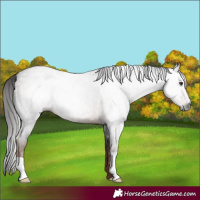 Horse Color:Gray Liver Red Roan 