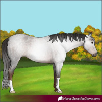 Horse Color:Gray Liver Red Roan 
