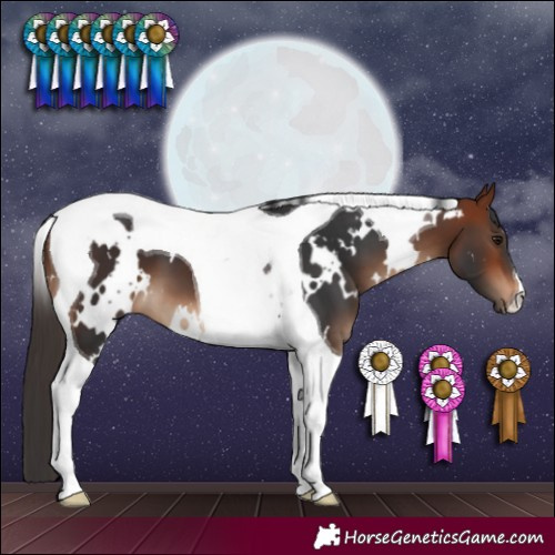 Horse Color:White Spotted Bay Tobiano 
