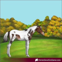 Horse Color:White Spotted Bay Tobiano 
