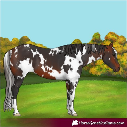 Horse Color:White Spotted Bay 