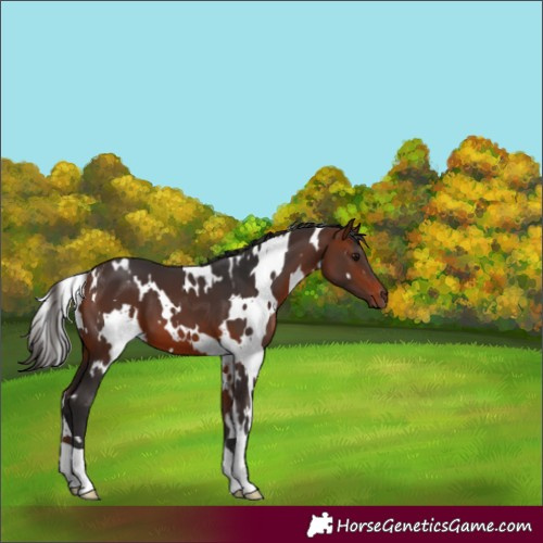 Horse Color:White Spotted Bay 