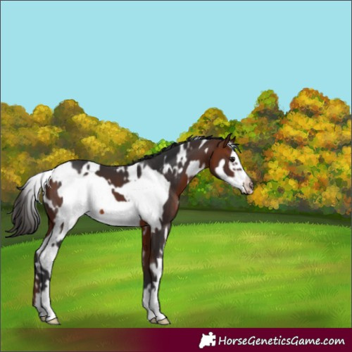 Horse Color:White Spotted Bay Frame 