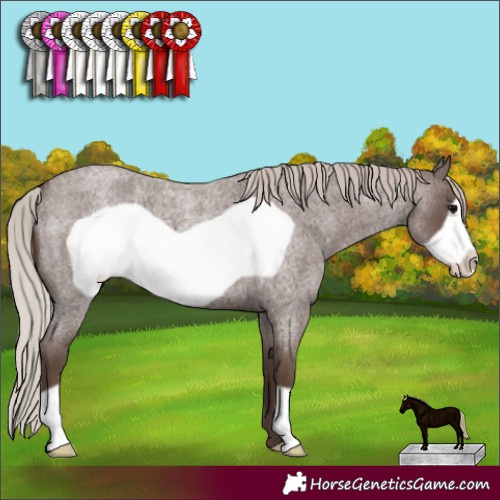 Horse Color:Silver Blue Roan Frame 