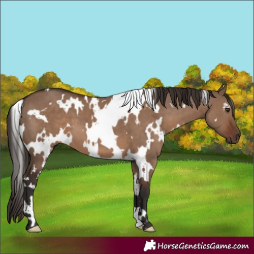 Horse Color:White Spotted Liver Red Dun 