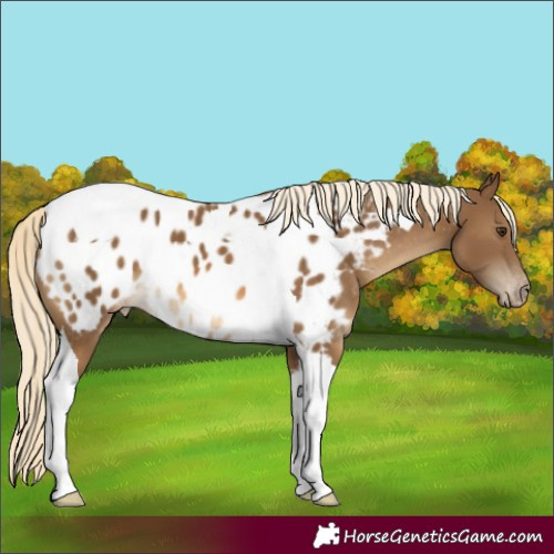 Horse Color:Chocolate Palomino Tobiano Appaloosa
