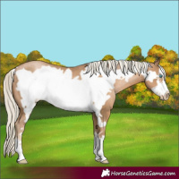 Horse Color:Chocolate Palomino Pearl Frame 