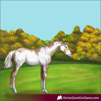 Horse Color:Chocolate Palomino Pearl Frame